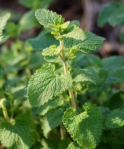 Organic Catnip Seeds - Nepeta cataria - 300 Seed Pack - Fragrant Herb for Cats & Pollinators - Image 3