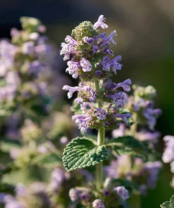 Organic Catnip Seeds - Nepeta cataria - 300 Seed Pack - Fragrant Herb for Cats & Pollinators - Image 5
