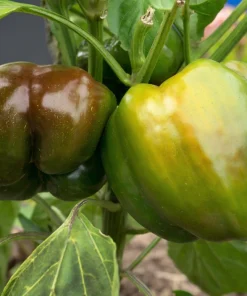 Organic Chocolate Mini Bell Pepper Seeds - Sweet, Mild, 20 Count - Image 2