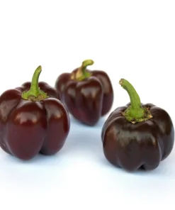 Organic Chocolate Mini Bell Pepper Seeds - Sweet, Mild, 20 Count - Image 3