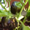 Organic Chocolate Mini Bell Pepper Seeds - Sweet, Mild, 20 Count - Image 1