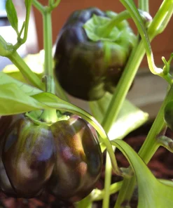 Organic Chocolate Mini Bell Pepper Seeds - Sweet, Mild, 20 Count - Image 1