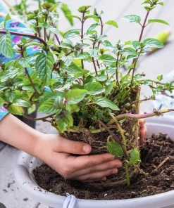 Organic Chocolate Mint Live Plant - Aromatic Culinary Herb for Tea & Desserts - Image 1