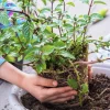 Organic Chocolate Mint Live Plant - Culinary Herb for Indoor/Outdoor Gardens - Image 1