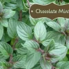 Organic Chocolate Mint Live Plant - Potted Herb, Mentha, Fragrant - Image 1