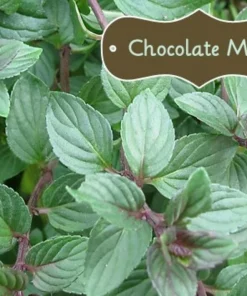Organic Chocolate Mint Live Plant - Potted Herb, Mentha, Fragrant - Image 1