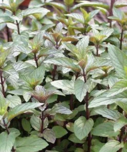 Organic Chocolate Mint Live Plant - Potted Herb, Mentha, Fragrant - Image 2