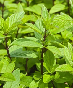 Organic Chocolate Mint Live Plant - Potted Herb, Mentha, Fragrant - Image 3