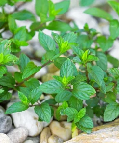 Organic Chocolate Mint Live Plant - Potted Herb, Mentha, Fragrant - Image 4