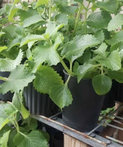 Organic Cuban Oregano Live Plant in Pot - Plectranthus amboinicus Culinary Herb - Image 1
