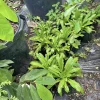 Organic Culantro Live Plant - Potted Herb for Cooking & Garden - Image 1