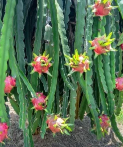 Organic Dragonfruit Edgars Baby Hylocereus Live Starter Plant - 2.5" x 3.5" Pot - Image 2