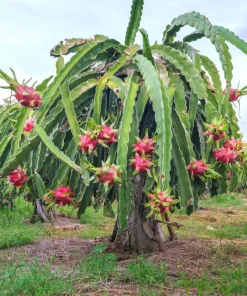 Organic Dragonfruit Edgars Baby Hylocereus Live Starter Plant - 2.5