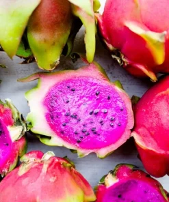 Organic Dragonfruit Edgars Baby Hylocereus Live Starter Plant - 2.5