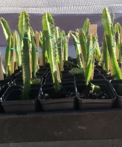 Organic Dragonfruit Edgars Baby Hylocereus Live Starter Plant - 2.5