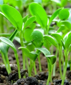 Organic Fenugreek Seeds - Culinary Herb & Spice - 250 Seeds - Trigonella foenum-graecum - Image 2