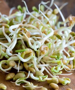 Organic Fenugreek Seeds - Culinary Herb & Spice - 250 Seeds - Trigonella foenum-graecum - Image 4