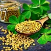 Organic Fenugreek Seeds - Culinary Herb & Spice - 250 Seeds - Trigonella foenum-graecum - Image 1