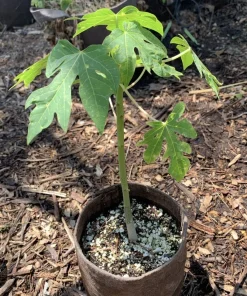 Organic Fortuna Papaya Live Plant - Tropical Fruit Tree with Pot - Image 2