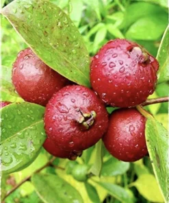 Organic Grafted Guava Tree Live Plant – Super Sweet Tropical Fruit Tree - Image 2