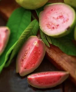 Organic Grafted Guava Tree Live Plant – Super Sweet Tropical Fruit Tree - Image 1