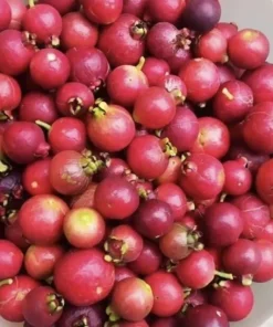 Organic Grafted Guava Tree Live Plant – Super Sweet Tropical Fruit Tree - Image 3