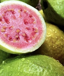 Organic Grafted Guava Tree Live Plant – Super Sweet Tropical Fruit Tree - Image 4