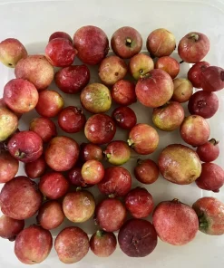 Organic Grafted Guava Tree Live Plant – Super Sweet Tropical Fruit Tree - Image 6