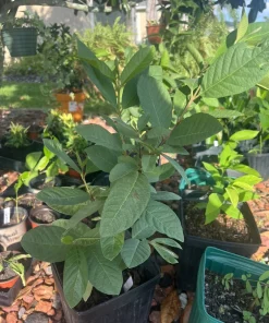 Organic Guava Tree Live Plant - Small Fruit Tree with Pot - Organic Soil - Image 2