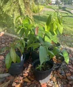 Organic Guava Tree Live Plant - Small Fruit Tree with Pot - Organic Soil - Image 3