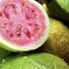 Organic Guava Tree Live Plant - Small Fruit Tree with Pot - Organic Soil - Image 1
