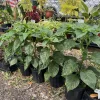 Organic Habanero Pepper Live Plant - Hot Chili for Vegetable Garden - Image 1