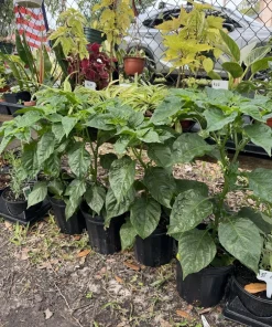Organic Habanero Pepper Live Plant - Hot Chili for Vegetable Garden - Image 1
