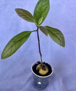 Organic Hass Avocado Live Tree Seedling Plant 12-15+ Inches Tall Indoor/Outdoor - Image 2