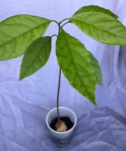 Organic Hass Avocado Live Tree Seedling Plant 12-15+ Inches Tall Indoor/Outdoor - Image 3