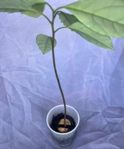 Organic Hass Avocado Live Tree Seedling Plant 12-15+ Inches Tall Indoor/Outdoor - Image 4