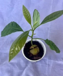 Organic Hass Avocado Live Tree Seedling Plant 12-15+ Inches Tall Indoor/Outdoor - Image 5