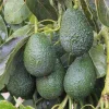 Organic Hass Avocado Live Tree Seedling Plant 12-15+ Inches Tall Indoor/Outdoor - Image 1