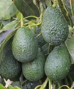 Organic Hass Avocado Live Tree Seedling Plant 12-15+ Inches Tall Indoor/Outdoor - Image 1