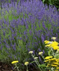Organic Hidcote English Lavender Live Plant - 4-8" Tall Starter in 2.5" Pot, Outdoor Herb - Image 2