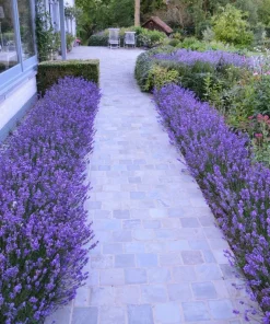 Organic Hidcote English Lavender Live Plant - 4-8