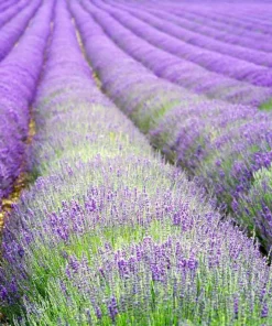 Organic Hidcote English Lavender Live Plant - 4-8