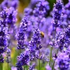 Organic Hidcote English Lavender Live Plant - 4-8" Tall Starter in 2.5" Pot, Outdoor Herb - Image 1