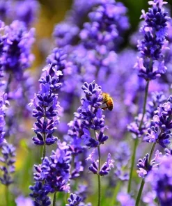 Organic Hidcote English Lavender Live Plant - 4-8" Tall Starter in 2.5" Pot, Outdoor Herb - Image 1