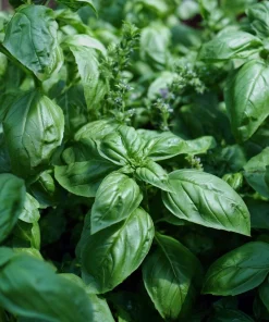 Organic Italian Large Leaf Basil Seeds - 250 Seeds - Aromatic Culinary Herb - Image 2