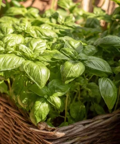 Organic Italian Large Leaf Basil Seeds - 250 Seeds - Aromatic Culinary Herb - Image 3