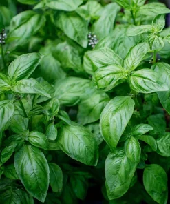 Organic Italian Large Leaf Basil Seeds - 250 Seeds - Aromatic Culinary Herb - Image 4