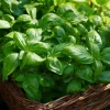 Organic Italian Large Leaf Basil Seeds - 250 Seeds - Aromatic Culinary Herb - Image 1