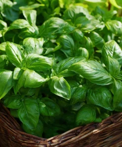 Organic Italian Large Leaf Basil Seeds - 250 Seeds - Aromatic Culinary Herb - Image 1