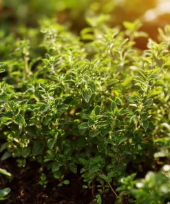 Organic Italian Oregano Seeds - 200 Aromatic Herb Seeds for Culinary Gardens - Image 3